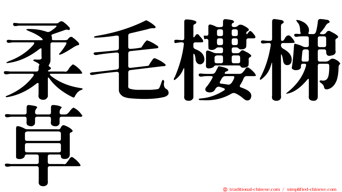 柔毛樓梯草