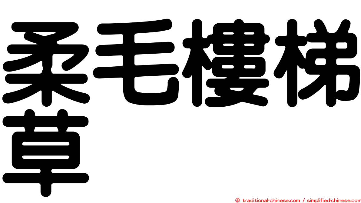 柔毛樓梯草