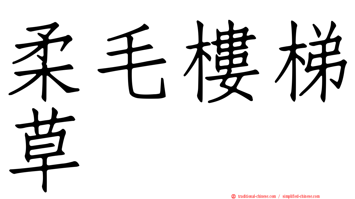 柔毛樓梯草