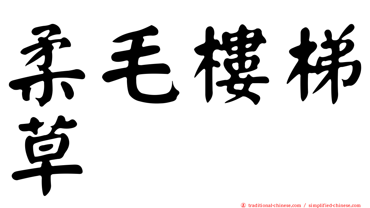 柔毛樓梯草