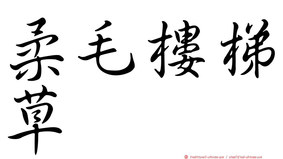 柔毛樓梯草