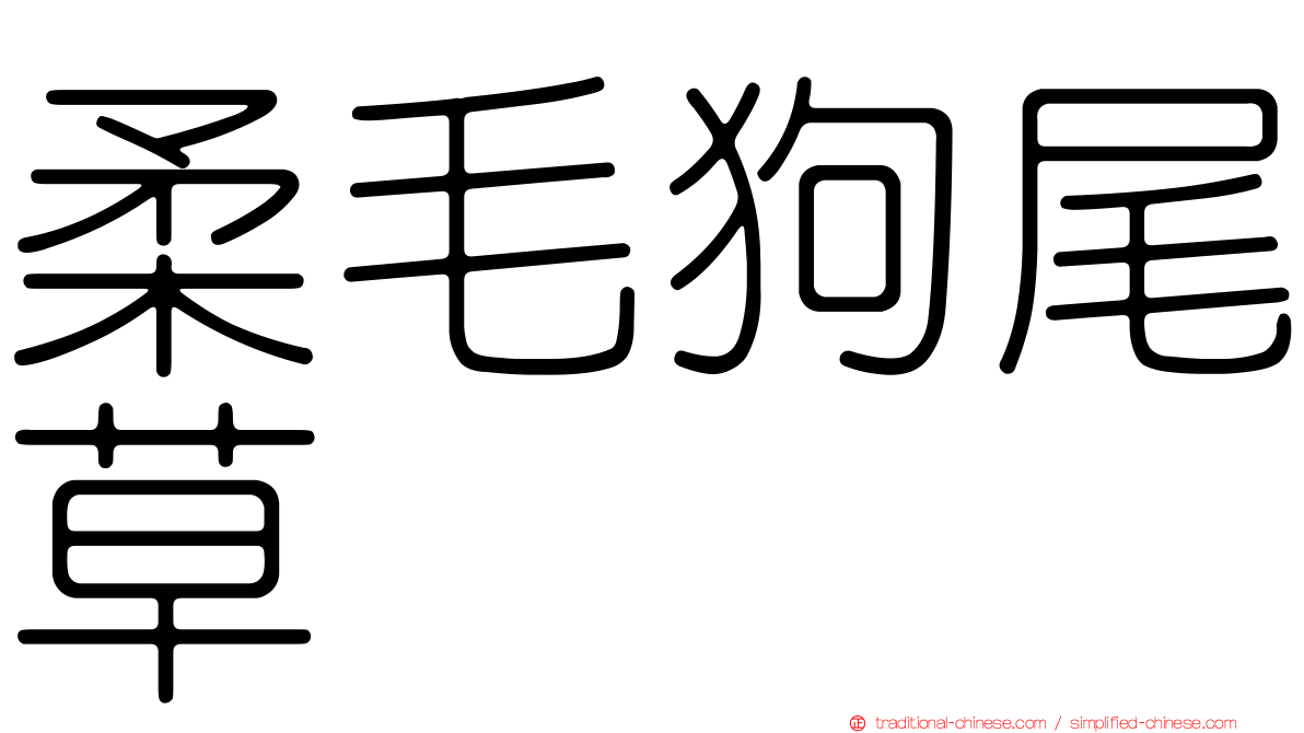 柔毛狗尾草