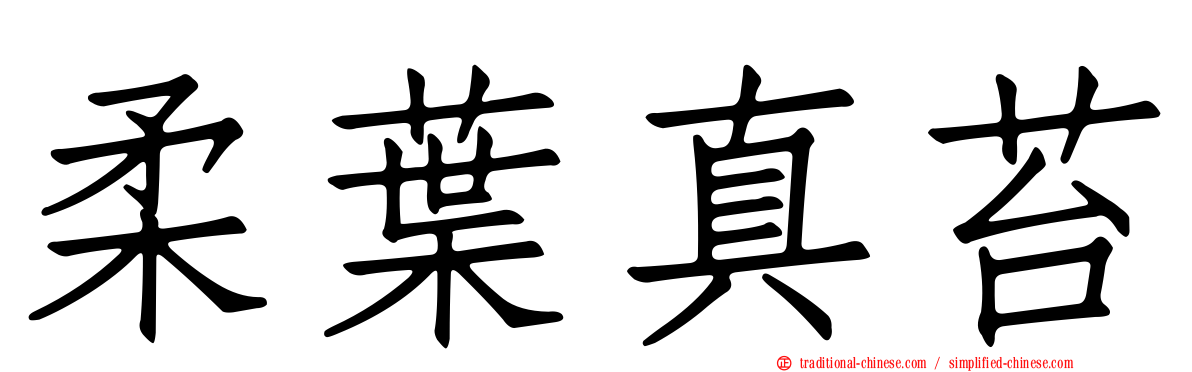 柔葉真苔