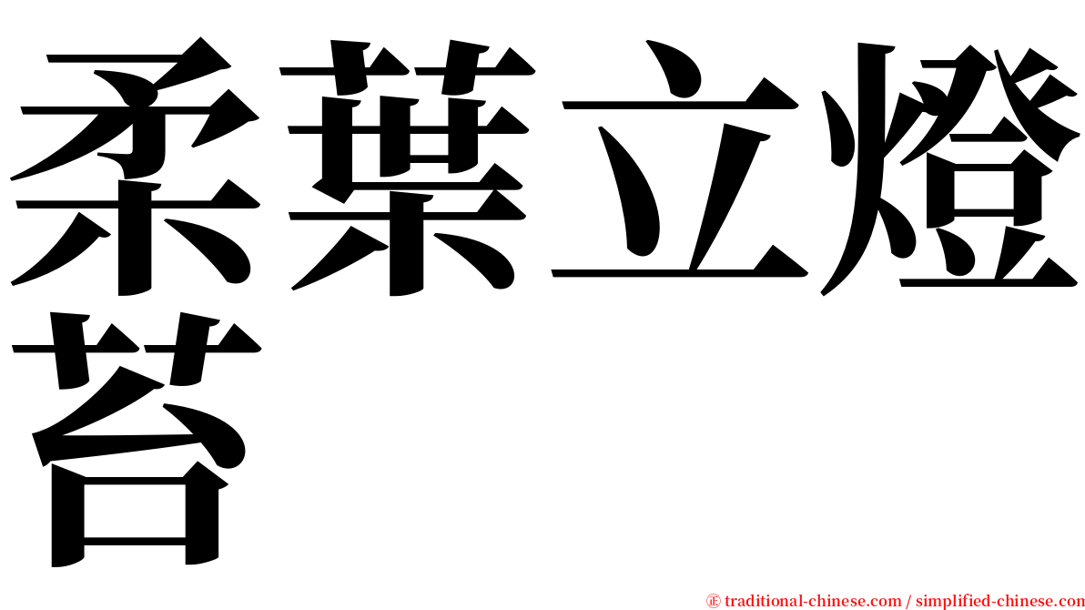 柔葉立燈苔 serif font