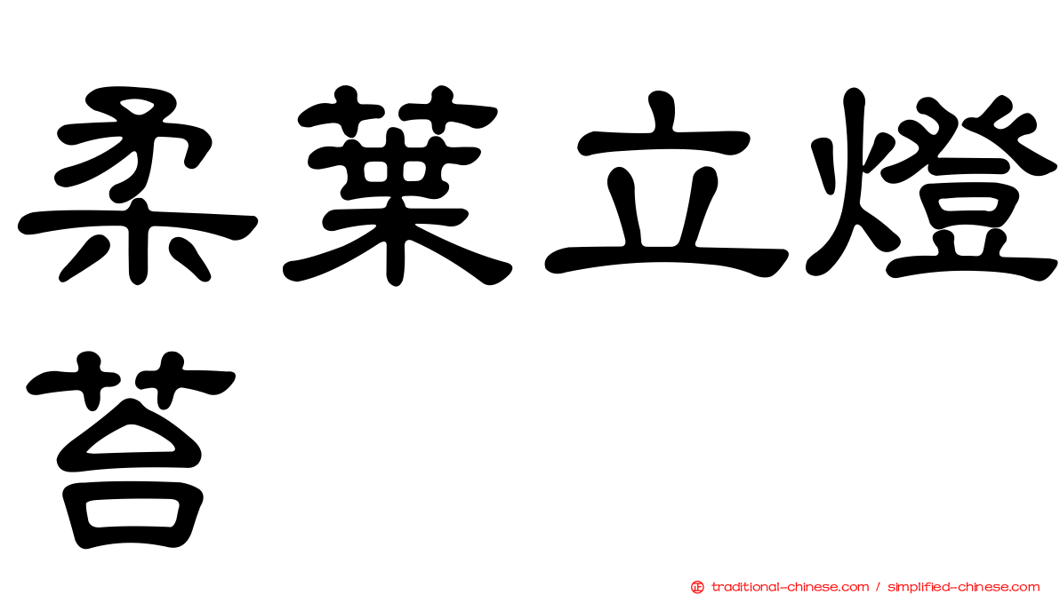 柔葉立燈苔