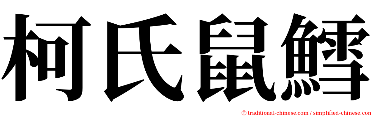 柯氏鼠鱈 serif font