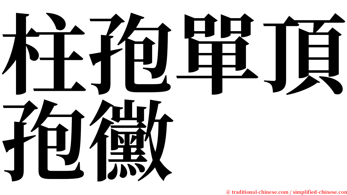 柱孢單頂孢黴 serif font