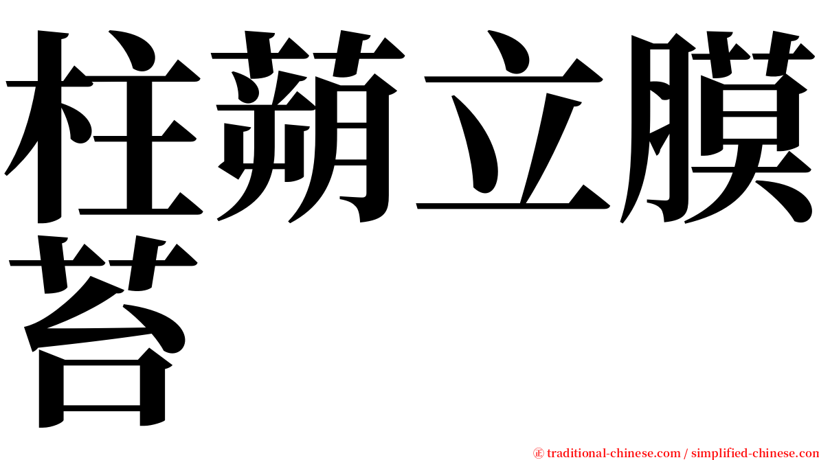 柱蒴立膜苔 serif font