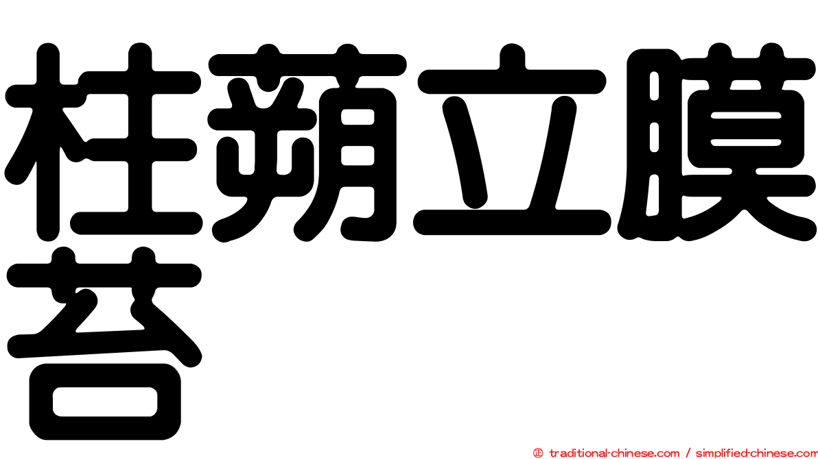 柱蒴立膜苔