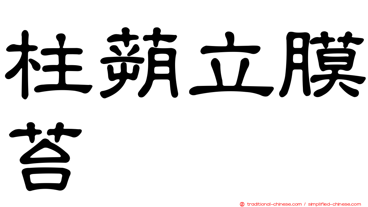 柱蒴立膜苔