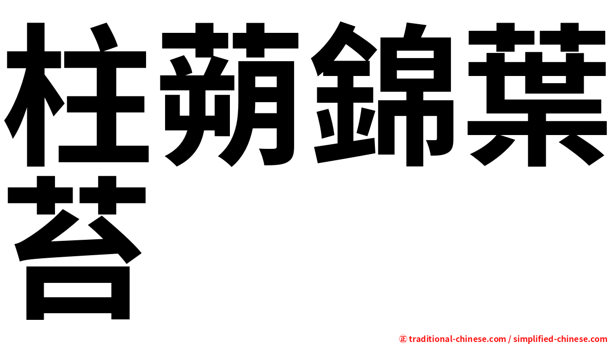 柱蒴錦葉苔