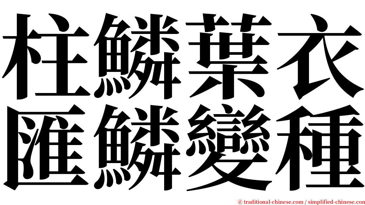 柱鱗葉衣匯鱗變種 serif font