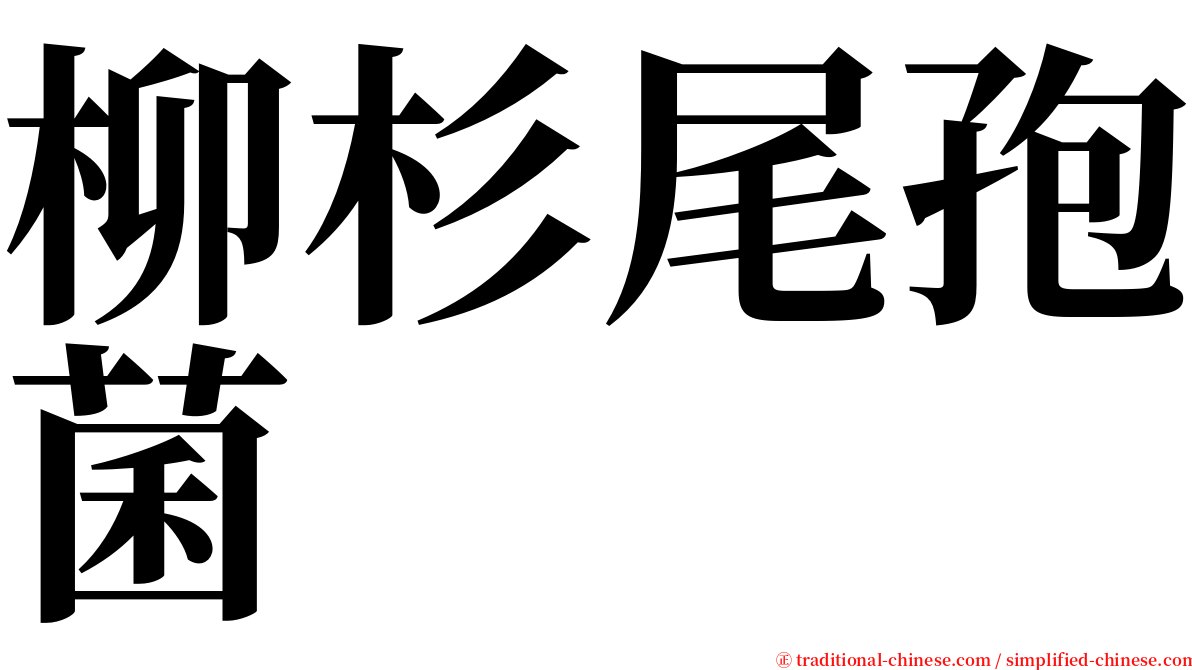 柳杉尾孢菌 serif font