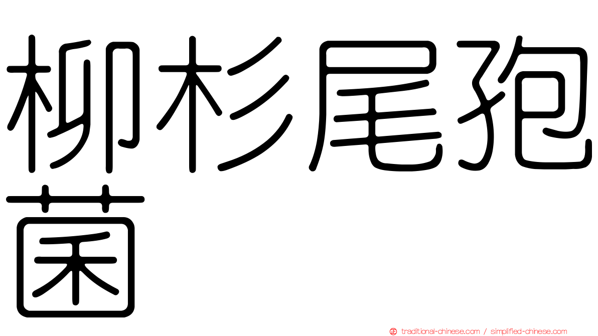 柳杉尾孢菌