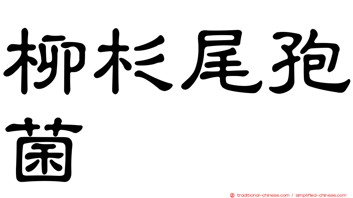 柳杉尾孢菌