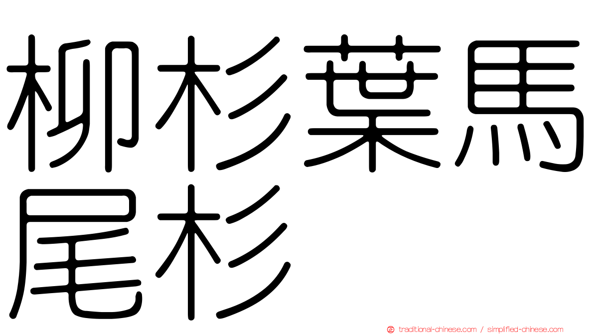 柳杉葉馬尾杉