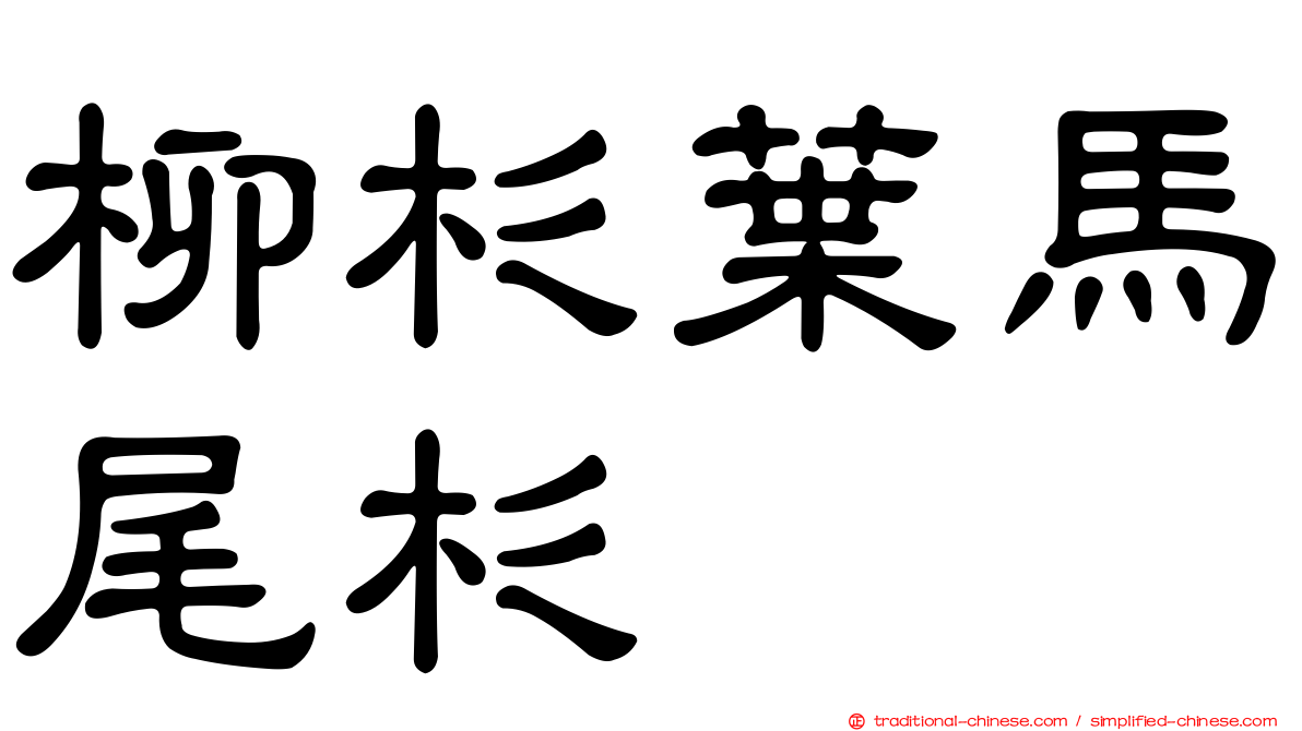 柳杉葉馬尾杉