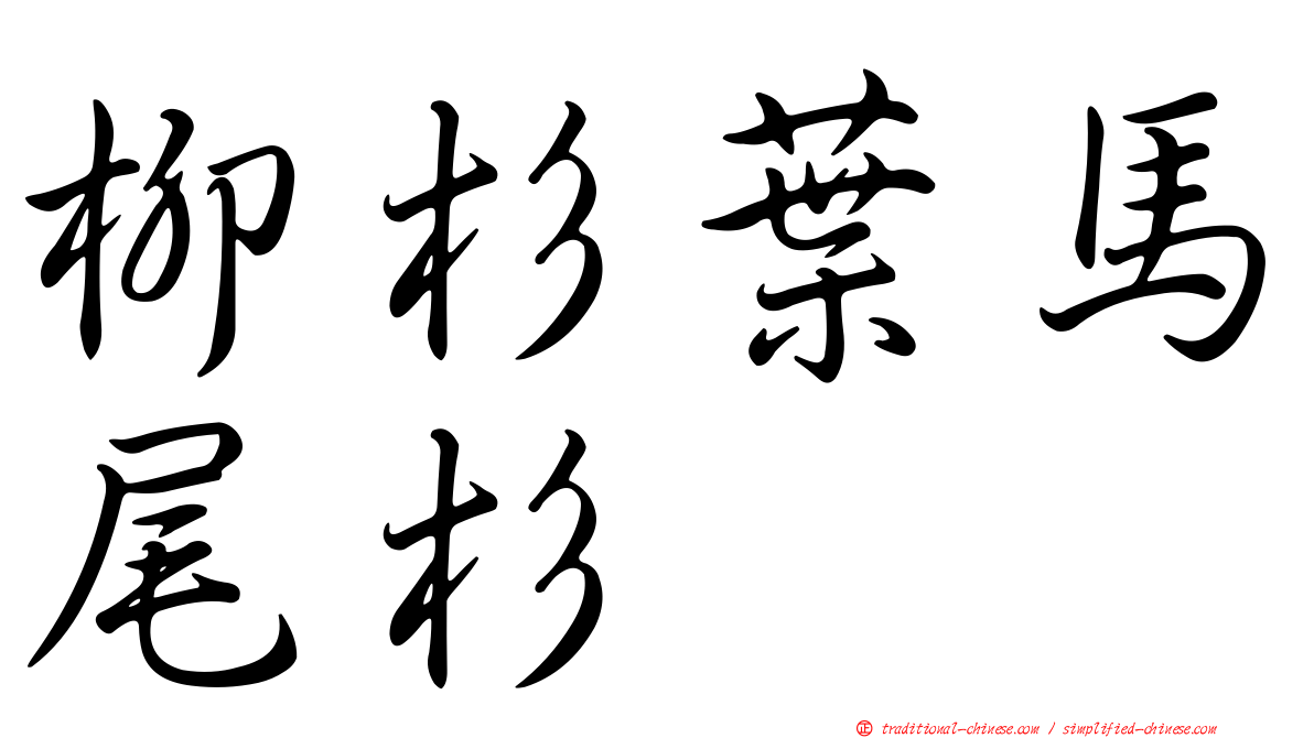 柳杉葉馬尾杉