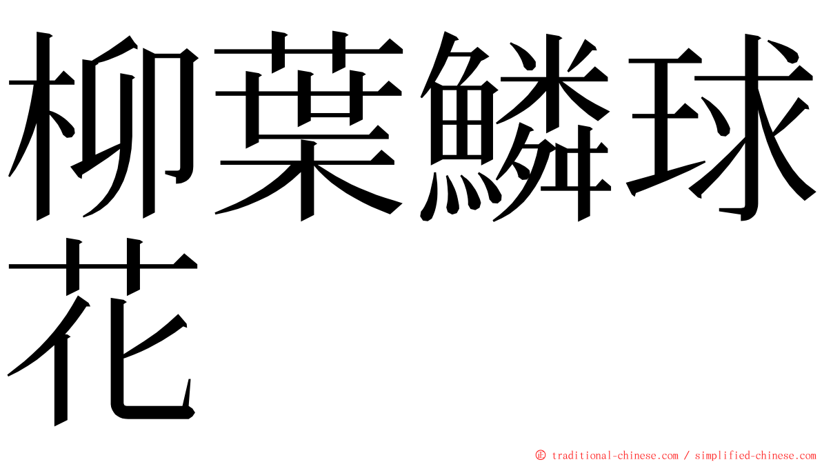 柳葉鱗球花 ming font