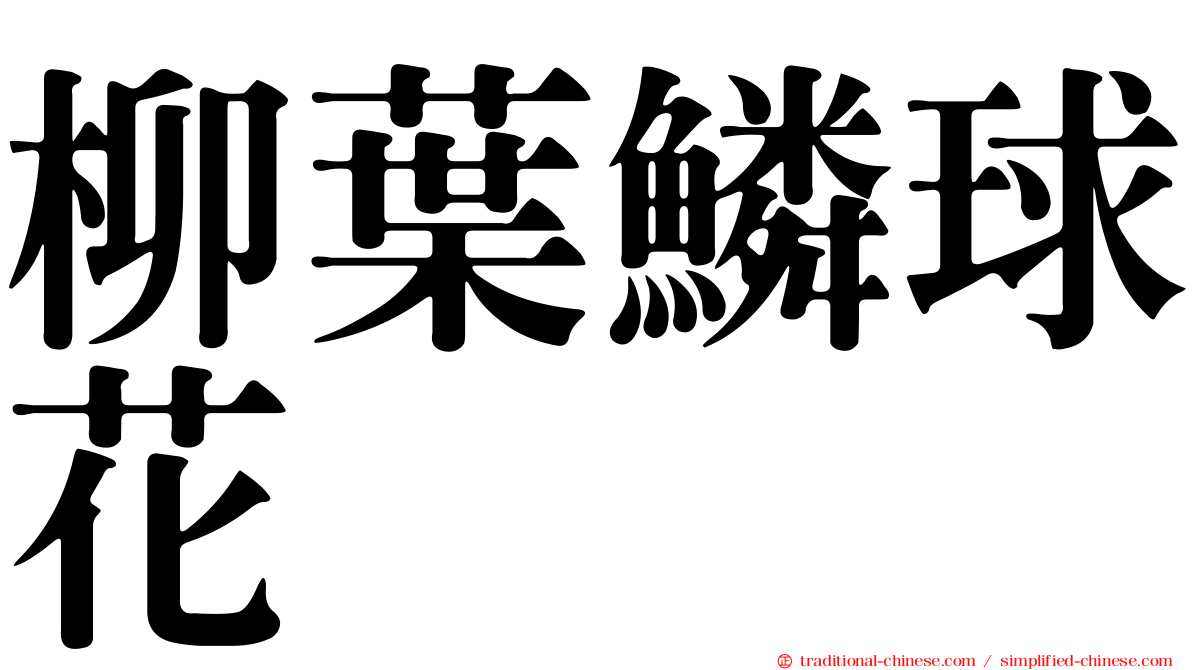 柳葉鱗球花