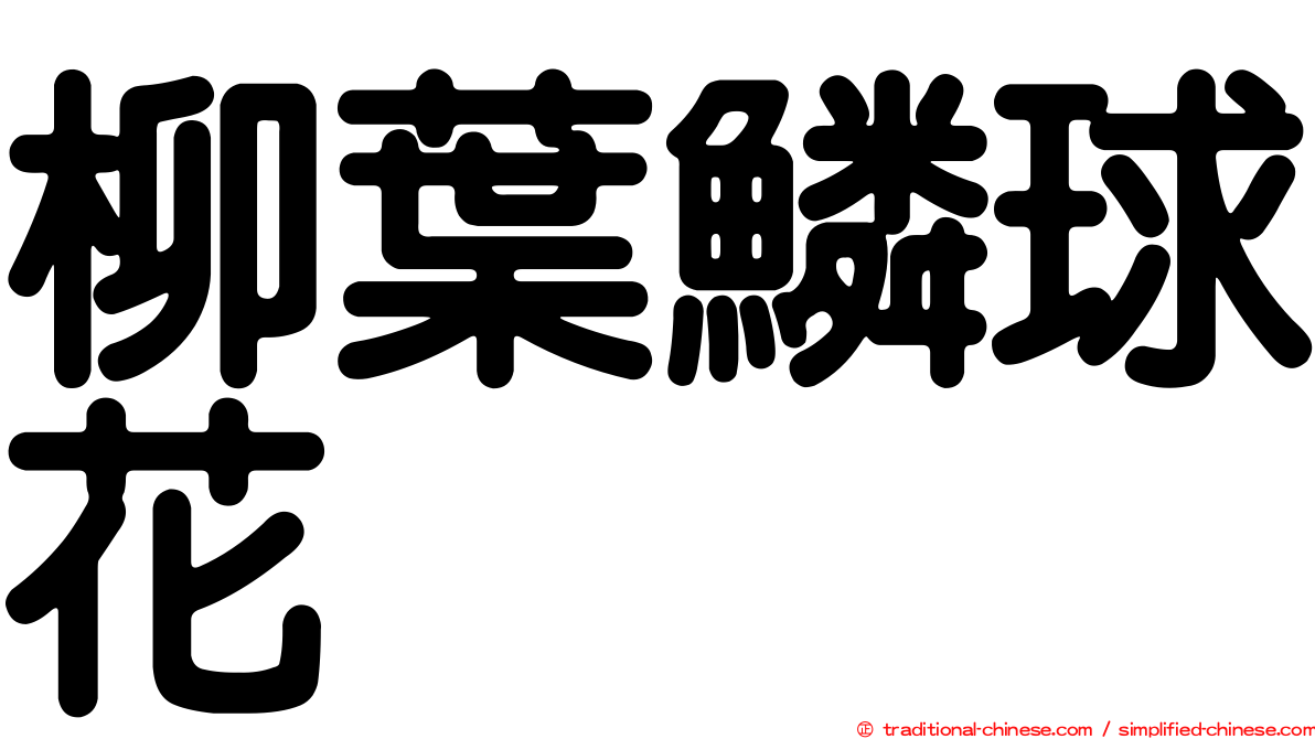 柳葉鱗球花