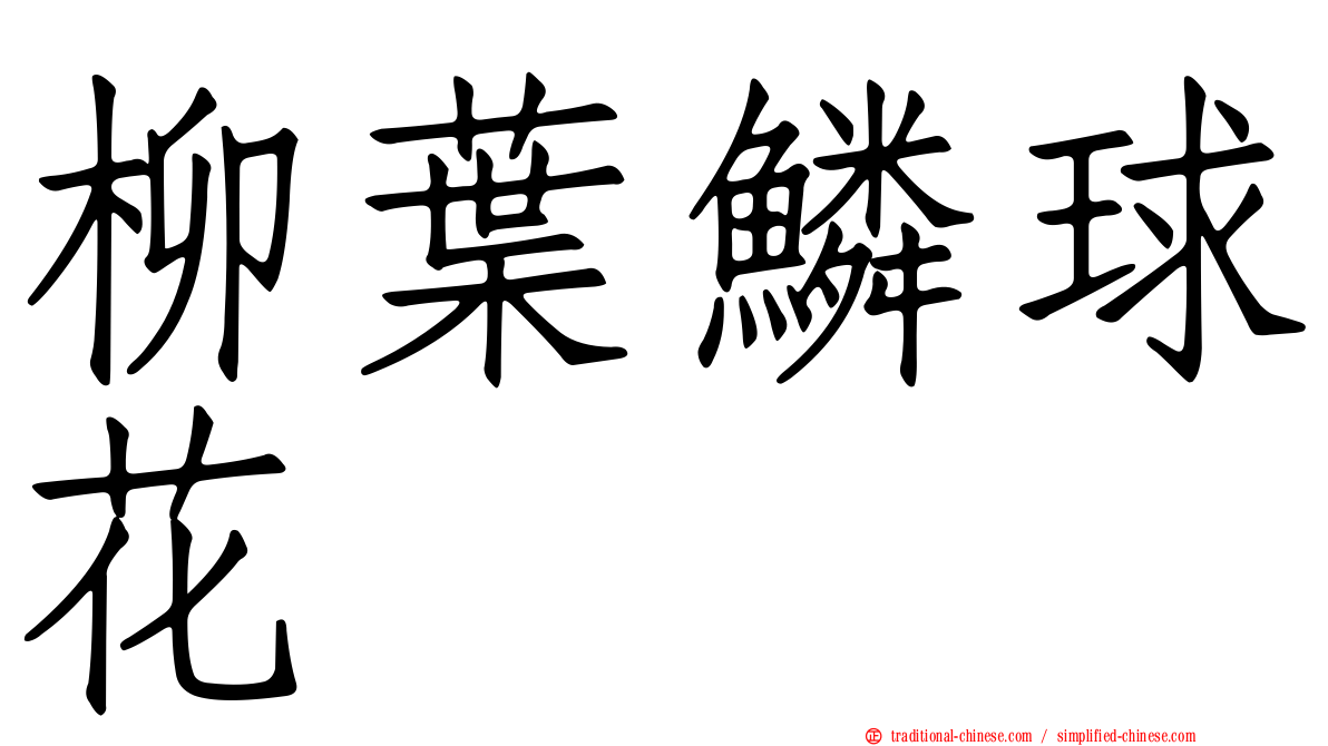 柳葉鱗球花