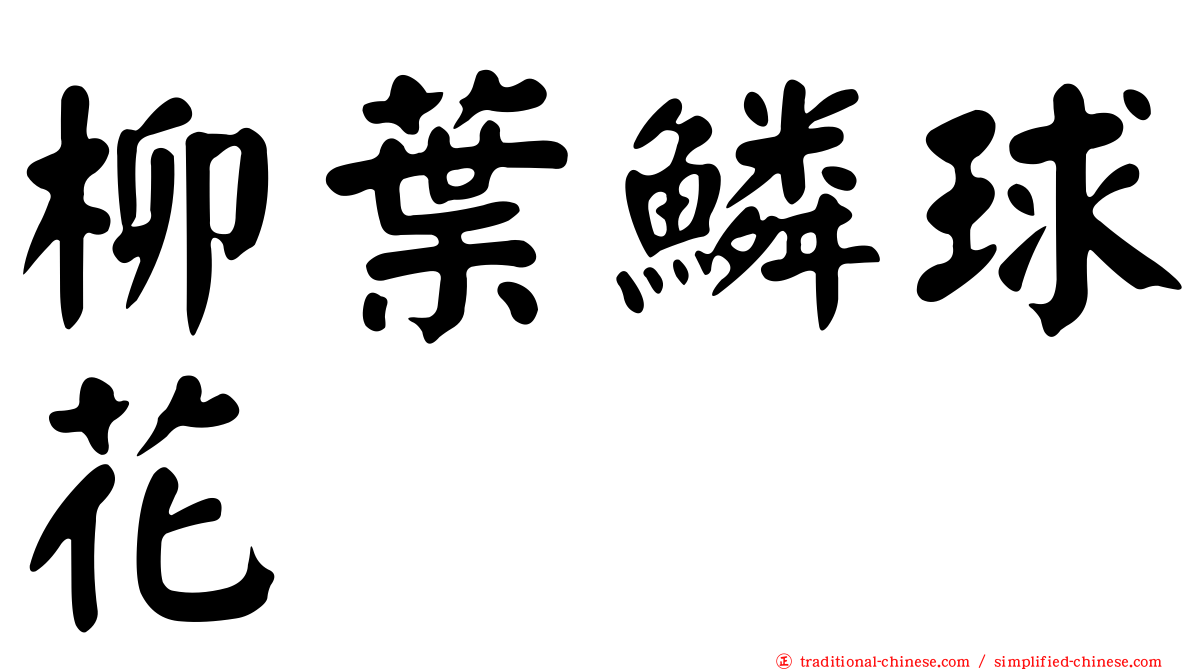 柳葉鱗球花