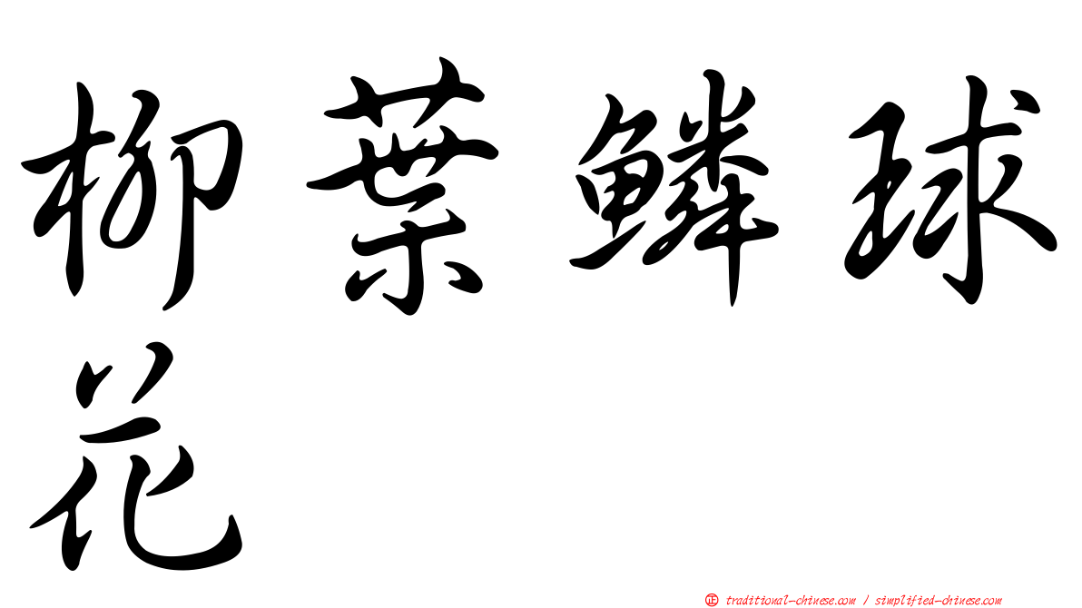 柳葉鱗球花