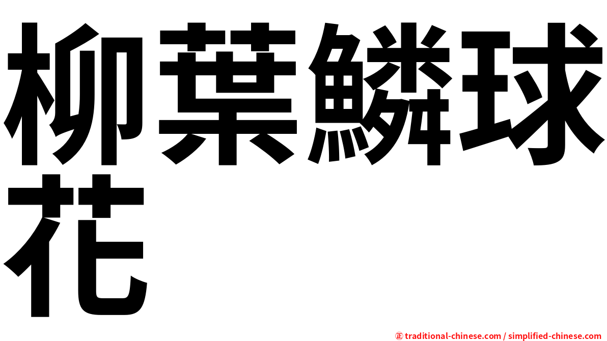 柳葉鱗球花