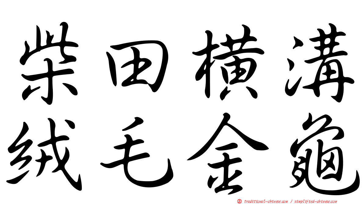 柴田橫溝絨毛金龜
