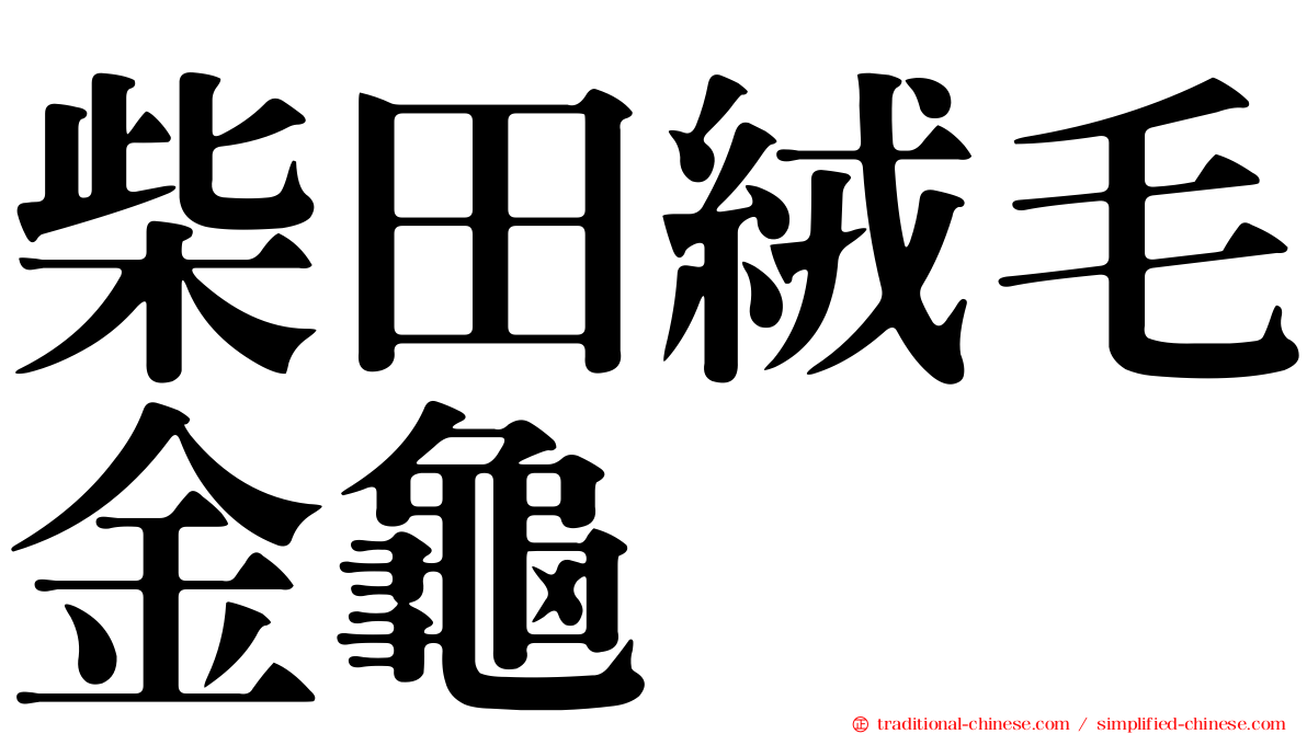 柴田絨毛金龜