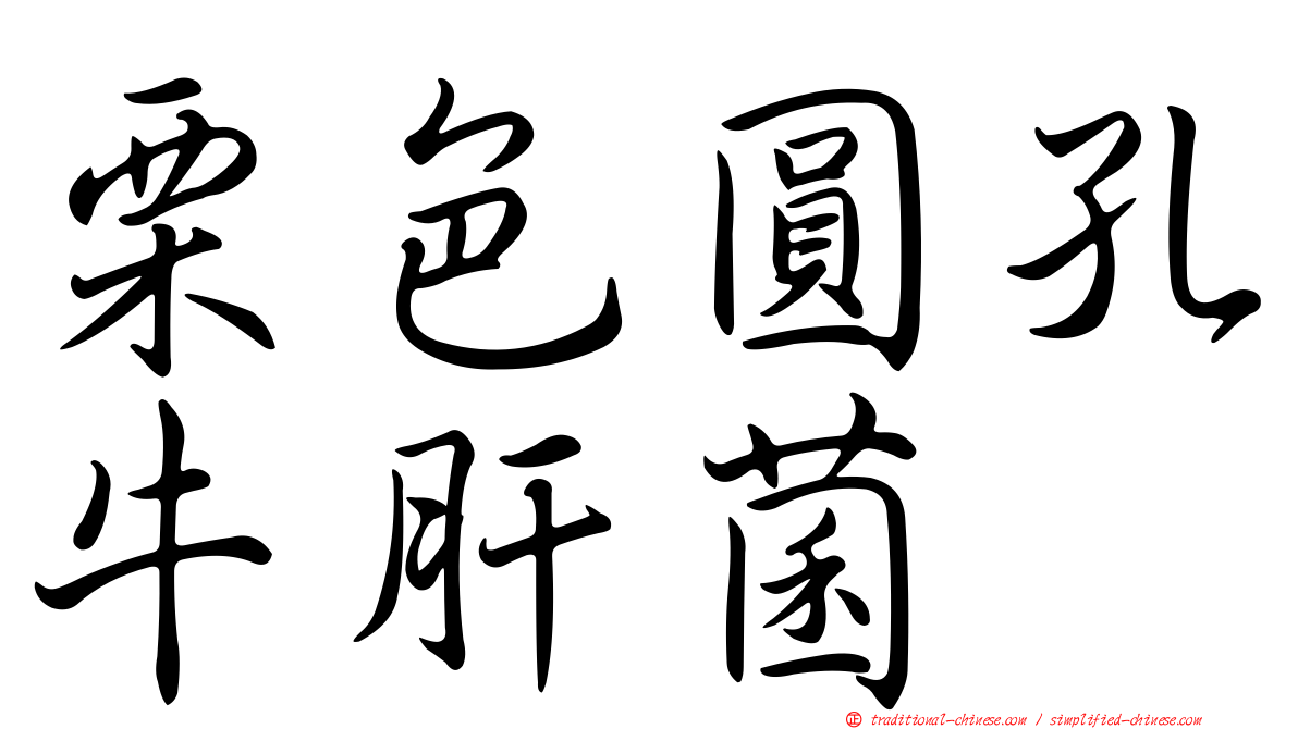 栗色圓孔牛肝菌
