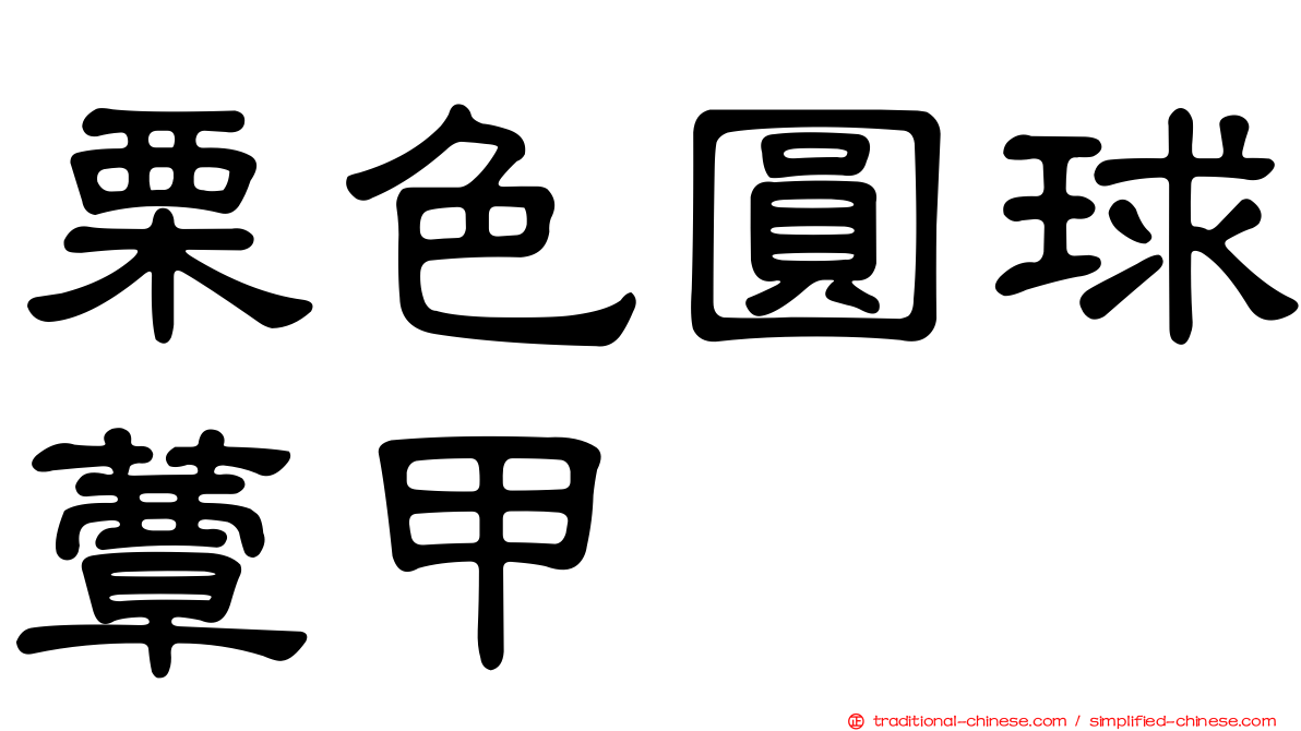 栗色圓球蕈甲