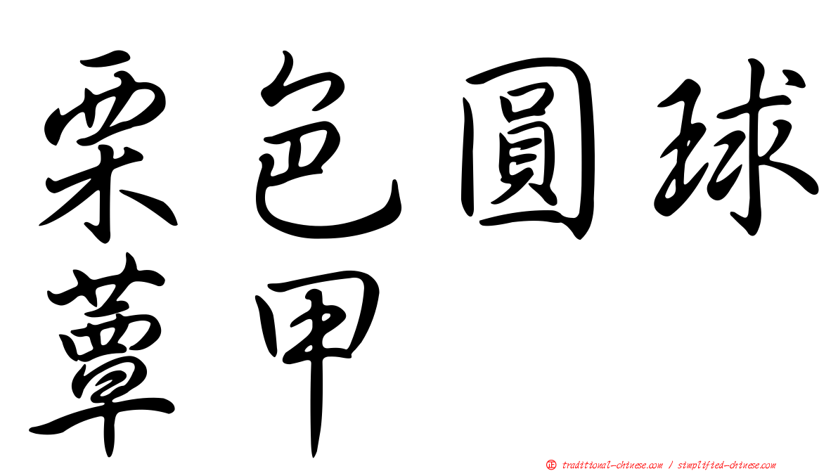 栗色圓球蕈甲