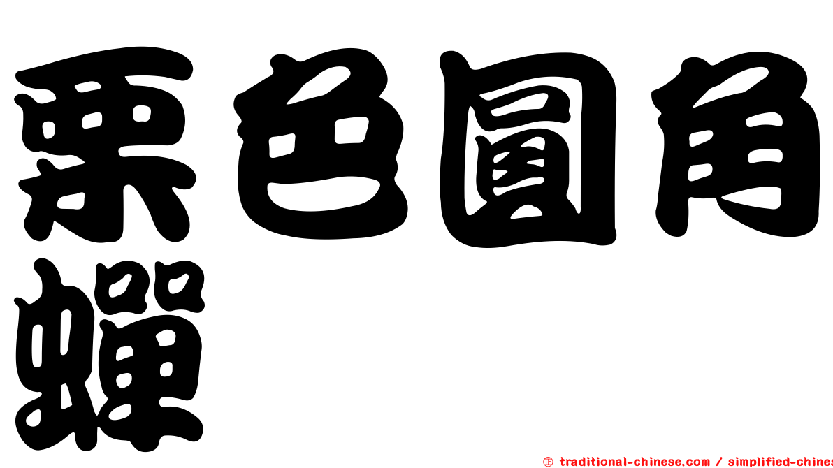 栗色圓角蟬