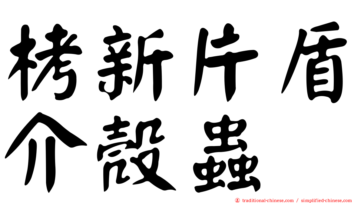 栲新片盾介殼蟲