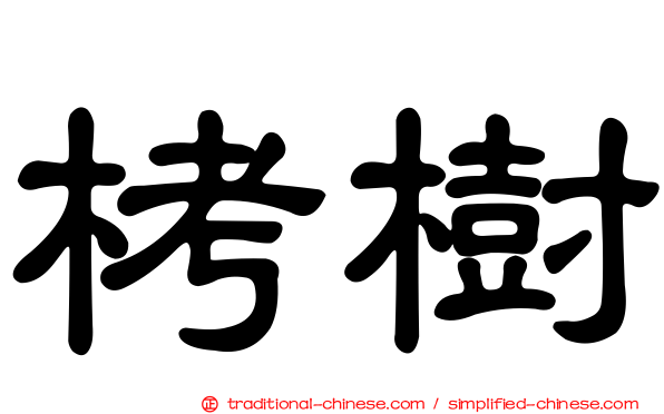 栲樹