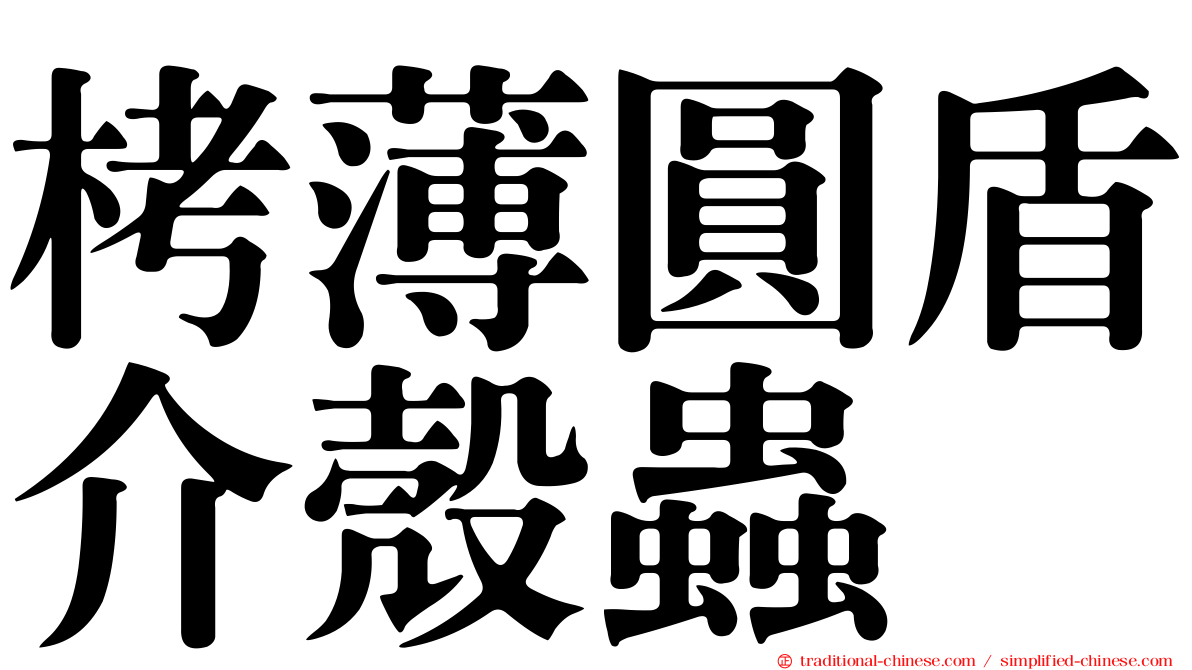 栲薄圓盾介殼蟲