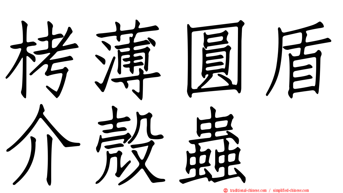 栲薄圓盾介殼蟲