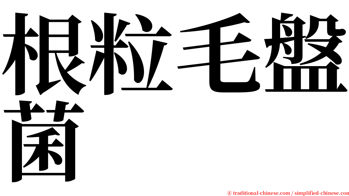根粒毛盤菌 serif font