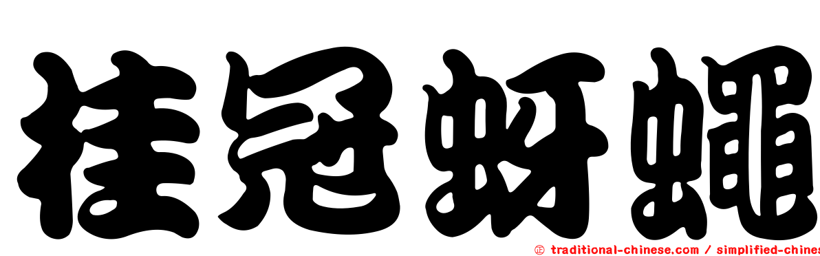 桂冠蚜蠅