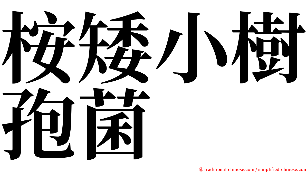 桉矮小樹孢菌 serif font