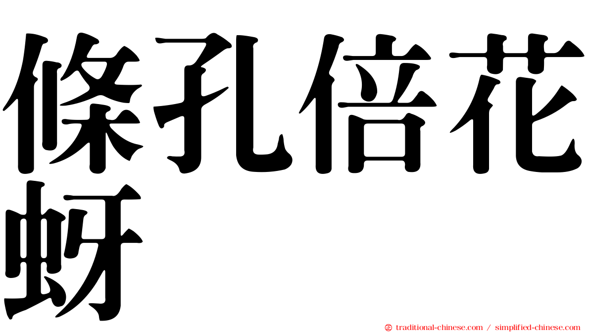 條孔倍花蚜
