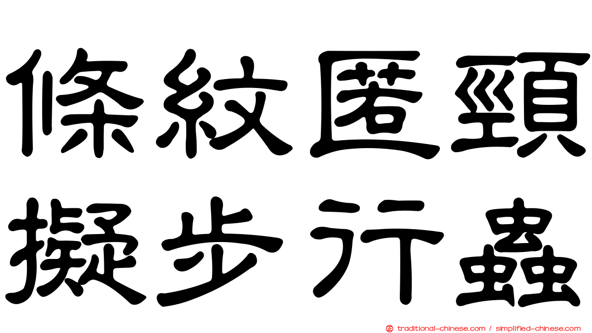 條紋匿頸擬步行蟲