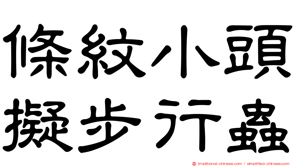 條紋小頭擬步行蟲