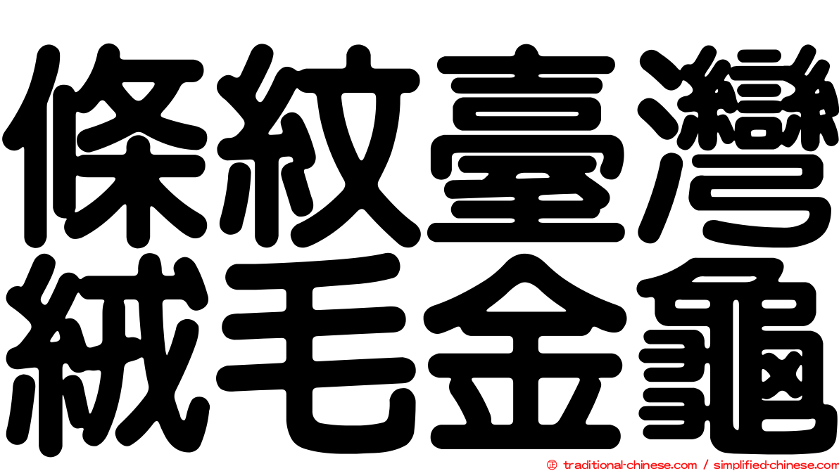 條紋臺灣絨毛金龜