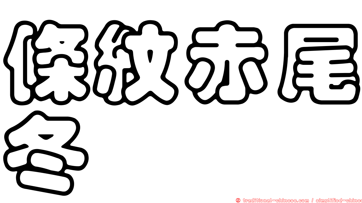 條紋赤尾冬