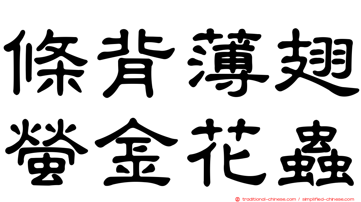 條背薄翅螢金花蟲