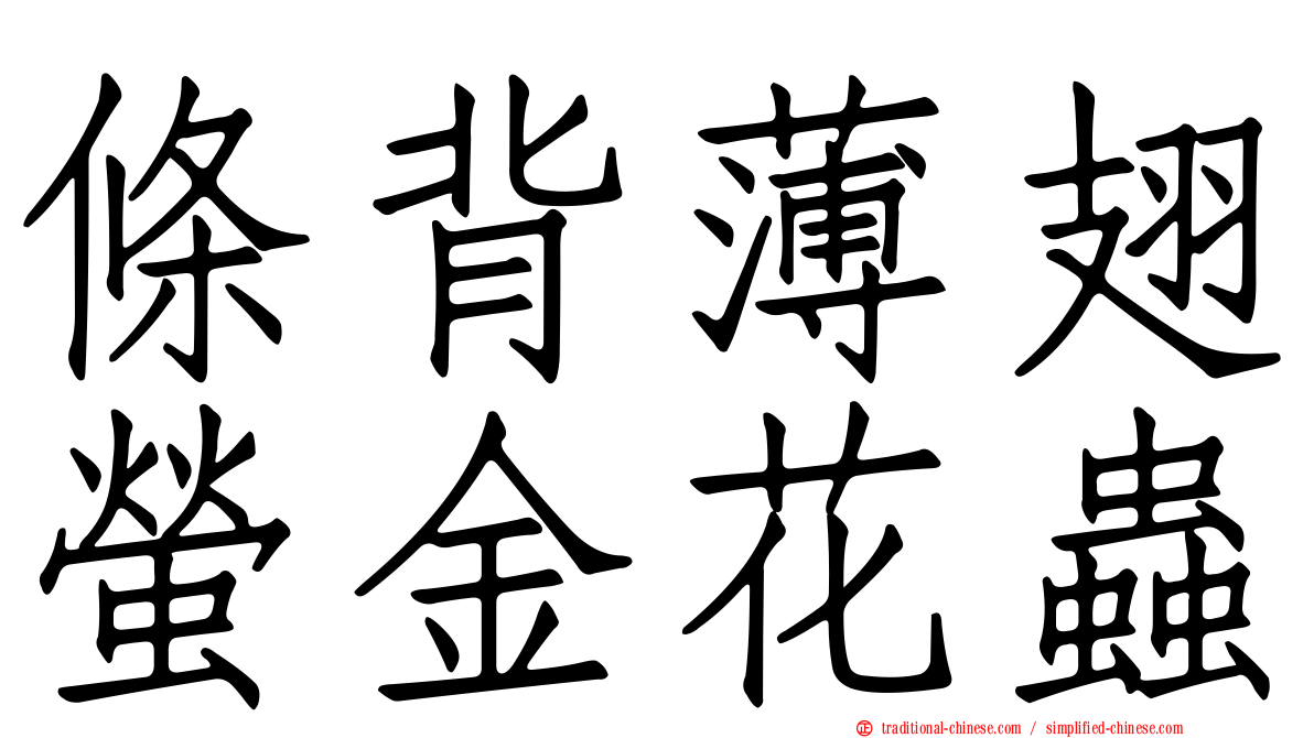 條背薄翅螢金花蟲