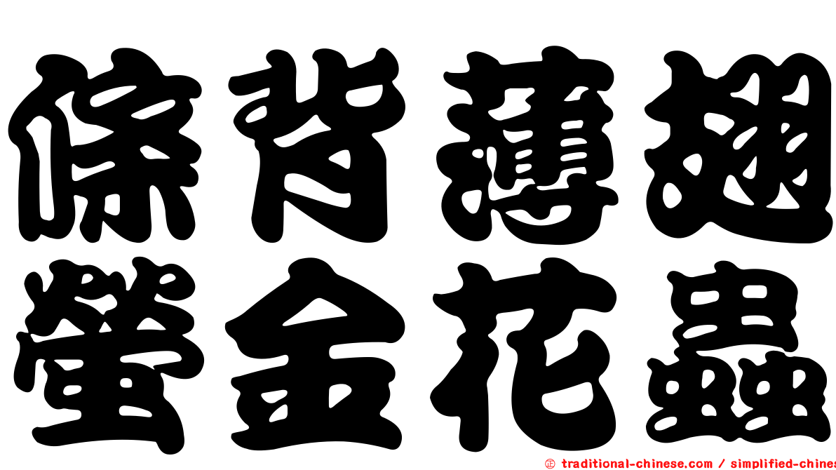 條背薄翅螢金花蟲